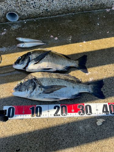 チヌの釣果
