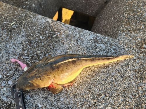 マゴチの釣果