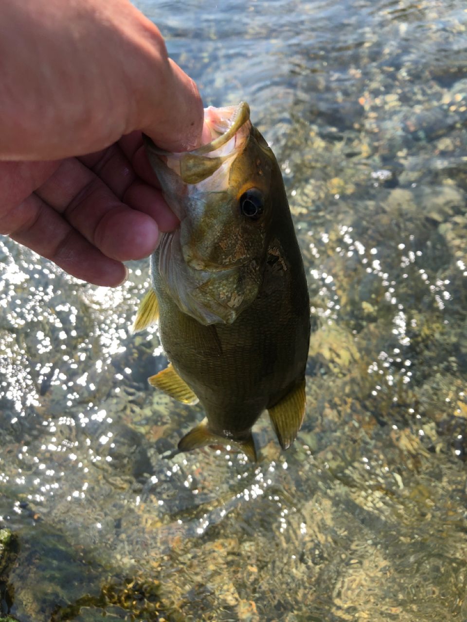 スモールマウスバス