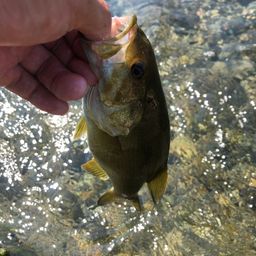 スモールマウスバス