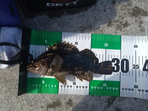 タケノコメバルの釣果