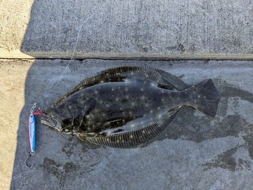 ヒラメの釣果