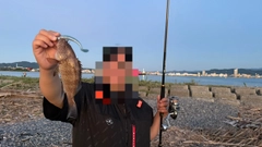 オオモンハタの釣果