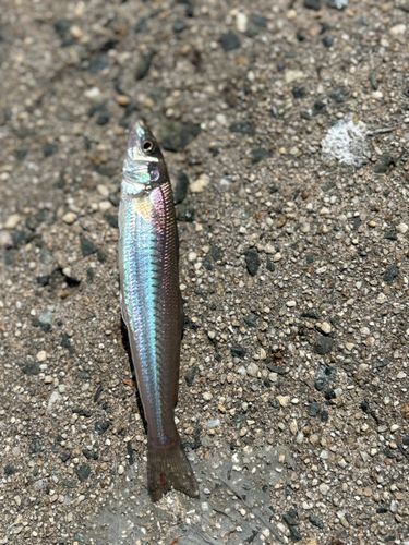 シロギスの釣果