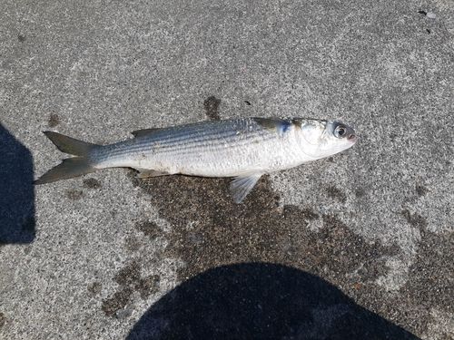 ボラの釣果