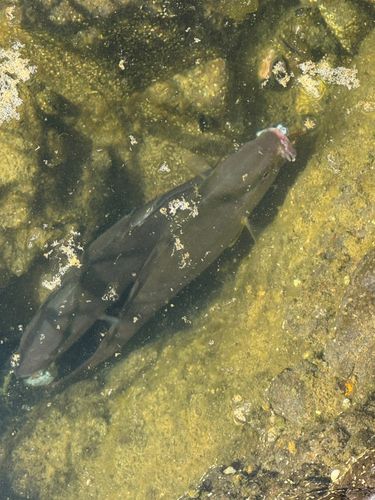ショゴの釣果