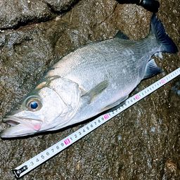 フッコ（ヒラスズキ）