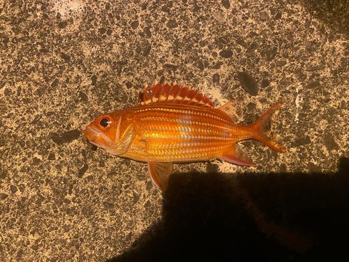 テリエビスの釣果