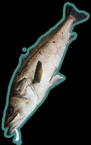 スズキの釣果