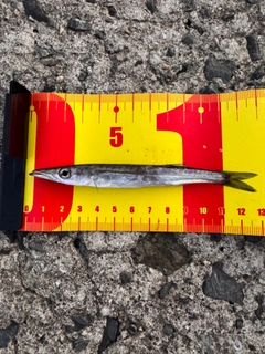 カマスの釣果