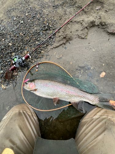 レインボートラウトの釣果