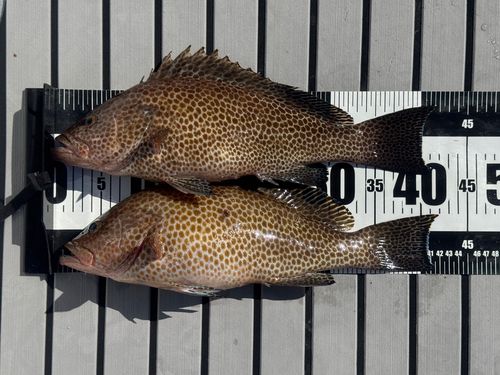 オオモンハタの釣果