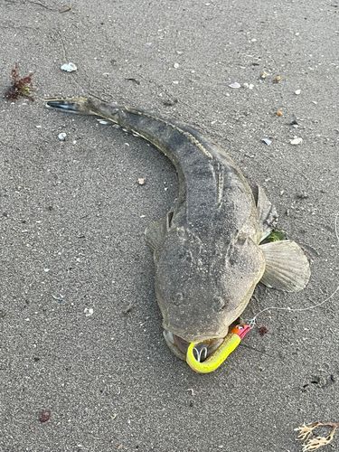 マゴチの釣果