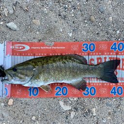 スモールマウスバス