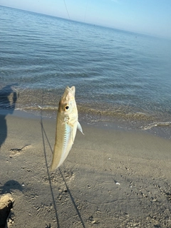 シロギスの釣果