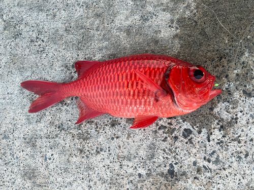 アカマツカサの釣果