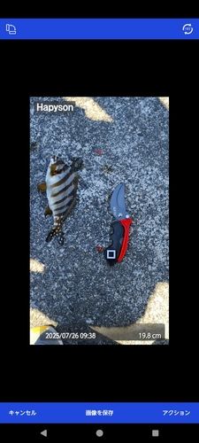 タカノハダイの釣果