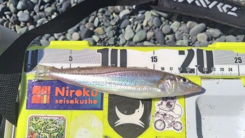 シロギスの釣果