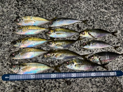 アジの釣果