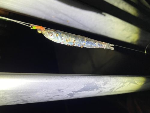 カタクチイワシの釣果