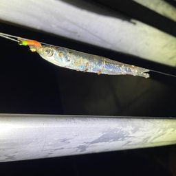 カタクチイワシ