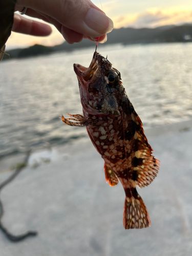 カサゴの釣果