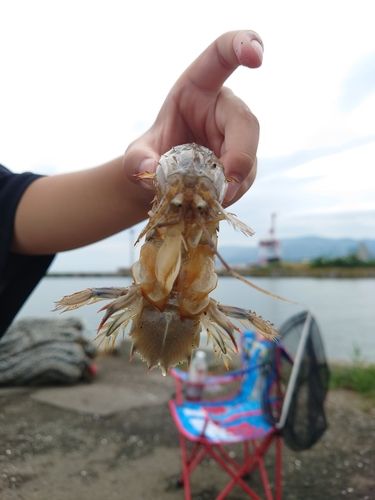 シャコの釣果
