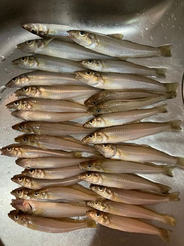 キスの釣果