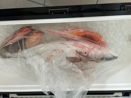 ヤズの釣果