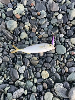 ワカシの釣果