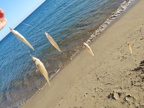 キスの釣果