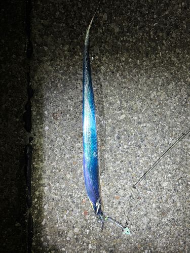 タチウオの釣果