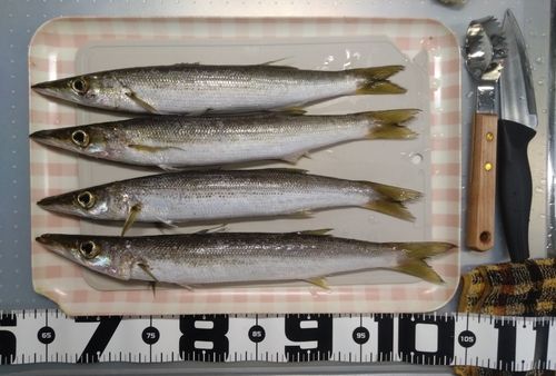 カマスの釣果