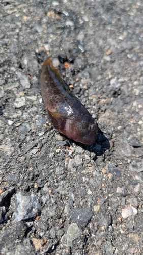 イソギンポの釣果