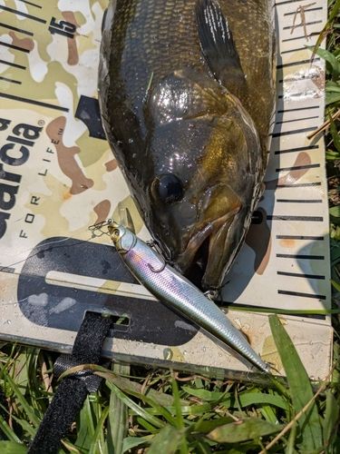 スモールマウスバスの釣果
