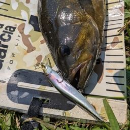 スモールマウスバス