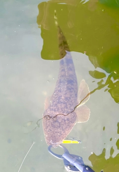マゴチの釣果