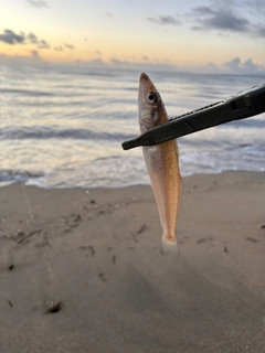 キスの釣果