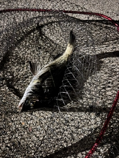 タイの釣果