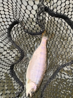 ヤマメの釣果