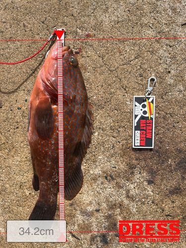 キジハタの釣果