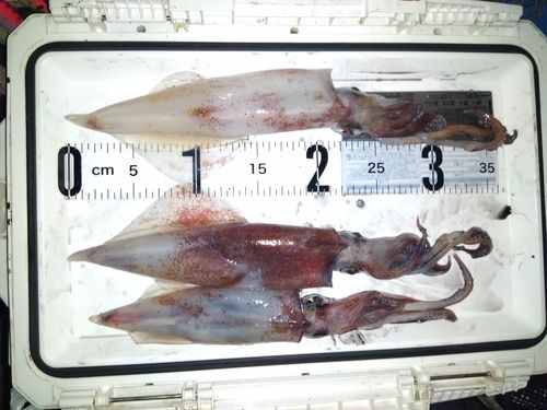 ケンサキイカの釣果