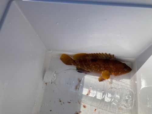 キジハタの釣果