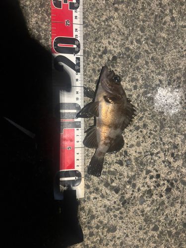 メバルの釣果