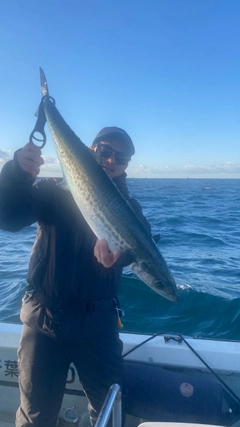 サワラの釣果