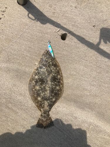 ソゲの釣果