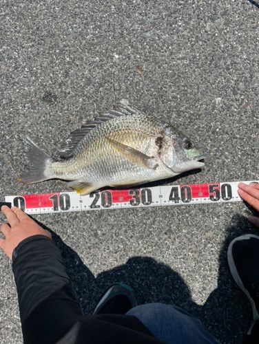 キビレの釣果
