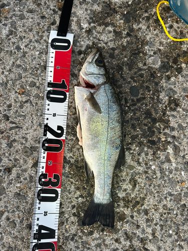 セイゴ（ヒラスズキ）の釣果