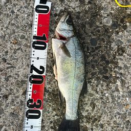 セイゴ（ヒラスズキ）