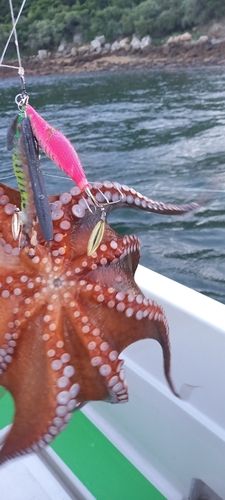 マダコの釣果